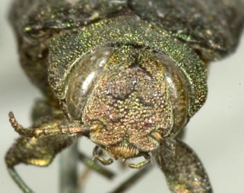 Media type: image;   Entomology 2691 Aspect: head frontal view